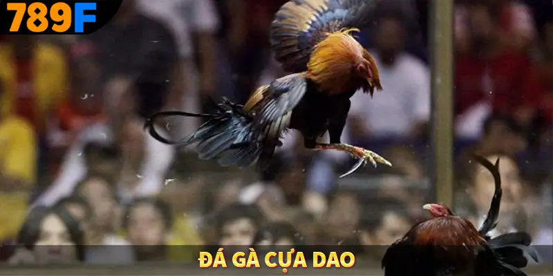 Đá Gà Cựa Dao
