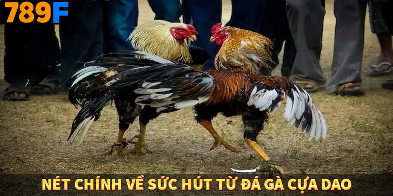 Luật Chơi Đá Gà - Quy Định Thiết Yếu Tại Trường Kê 789F 1 Nét chính về sức hút từ đá gà cựa dao