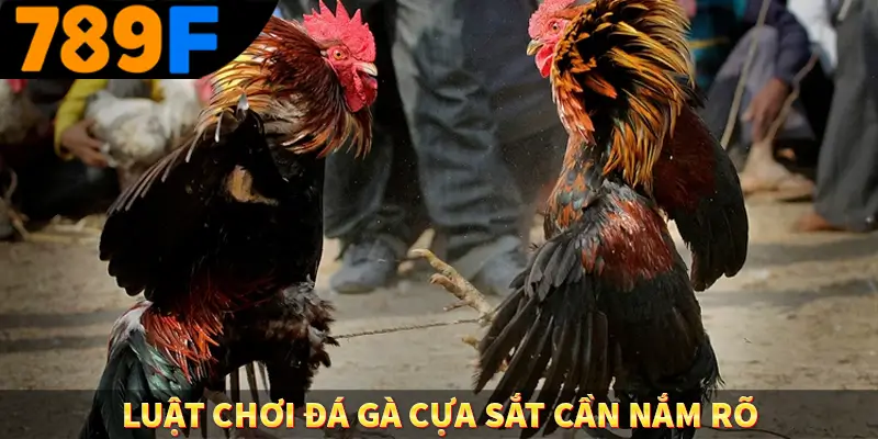 Đá Gà Cựa Dao - Màn So Găng Nảy Lửa Đầy Tốc Độ Tại 789F 2 Luật chơi đá gà cựa sắt cần nắm rõ