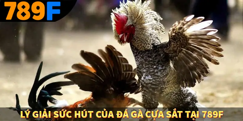 Đá Gà Cựa Dao - Màn So Găng Nảy Lửa Đầy Tốc Độ Tại 789F 3 Lý giải sức hút của đá gà cựa sắt tại 789f