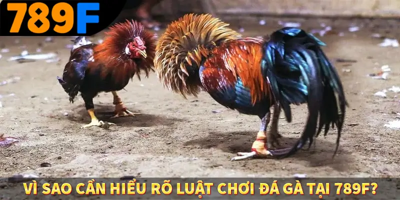 Đá Gà Cựa Dao - Màn So Găng Nảy Lửa Đầy Tốc Độ Tại 789F 1 Vì sao cần hiểu rõ luật chơi đá gà tại 789F